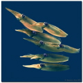   seven eyes Bigfin reef squid Sepioteuthis lessoniana  